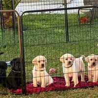 Cuccioli di Labrador Retriever con Pedigree