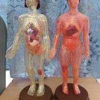 Esplorando il Corpo Umano