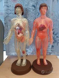 Esplorando il Corpo Umano