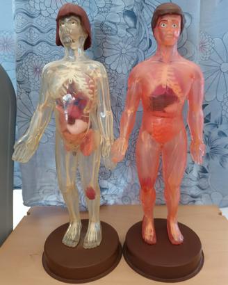 Esplorando il Corpo Umano
