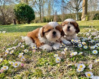 Cuccioli shihtzu mini