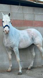 Cavallo