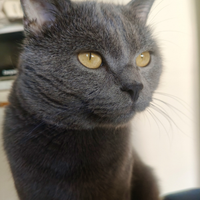 2 gatti certosino maschi per accoppiamento