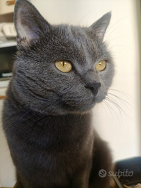 2 gatti certosino maschi per accoppiamento