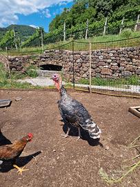 Tacchino Bronzato dei Colli Euganei
