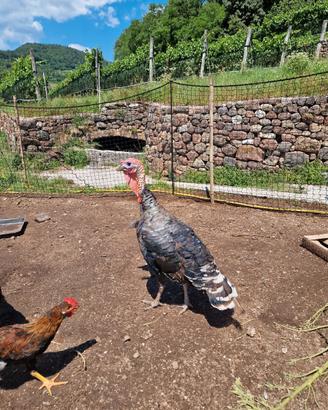 Tacchino Bronzato dei Colli Euganei