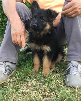 Cuccioli di pastore tedesco