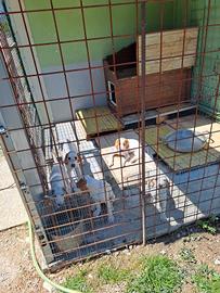 Cuccioli segugio istriano