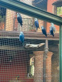 Inseparabili Roseicollis