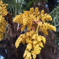 🌴 Palma della Fortuna – una decorazione verde per