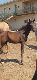 Puledro anglo arabo