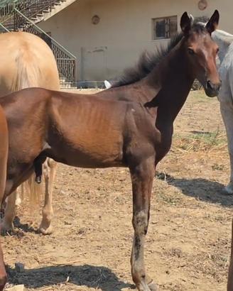 Puledro anglo arabo