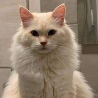 Gatto siberiano Monta accoppiamento Con Pedigree