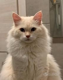 Gatto siberiano Monta accoppiamento Con Pedigree