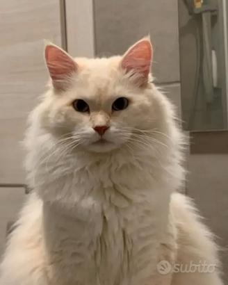 Gatto siberiano Monta accoppiamento Con Pedigree