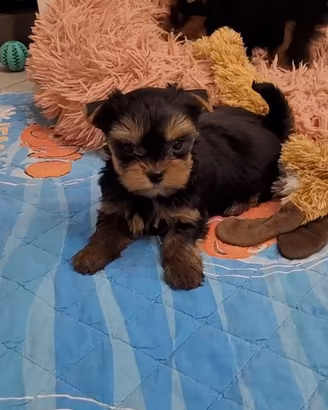 Maschietti yorkshire terrier