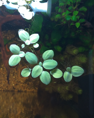 Piante acquario
