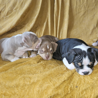 Splendide cucciole di american bully