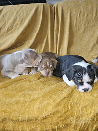 Splendide cucciole di american bully