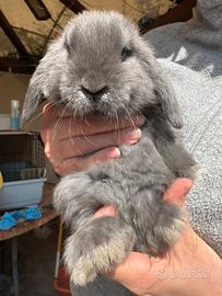 Ariete nano mini loop blu fata perlato