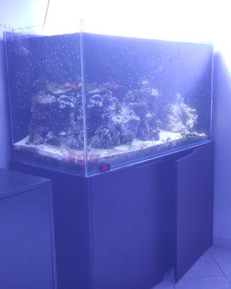 Acquario marino