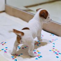 Jack russell cucciola