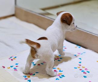 Jack russell cucciola