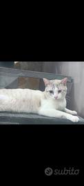 Gatto Azzurro con un occhio velato