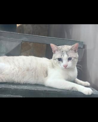 Gatto Azzurro con un occhio velato