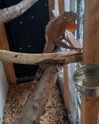 Iguana rossa gigante