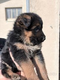 Cuccioli pastore tedesco