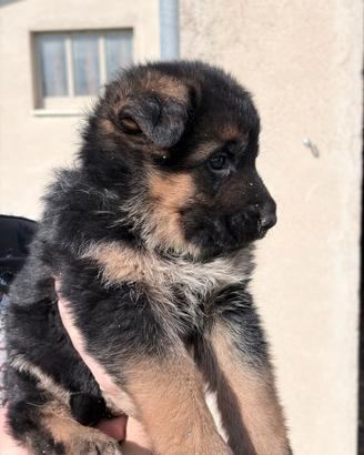 Cuccioli pastore tedesco