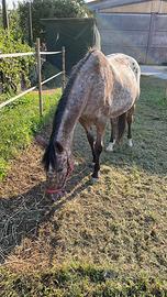 Cavalla appaloosa