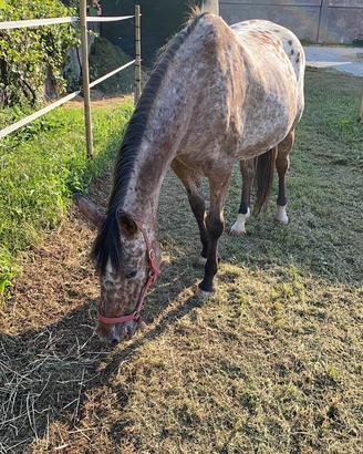Cavalla appaloosa