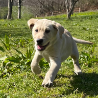 Labrador