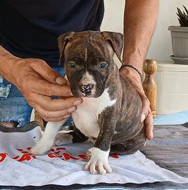 American Staffordshire Terrier
