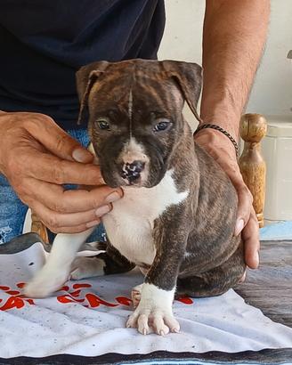 American Staffordshire Terrier
