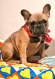Cucciolone Bulldog francese alta genealogia