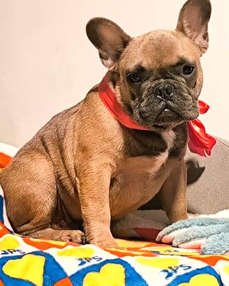 Cucciolone Bulldog francese alta genealogia