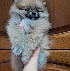 Cucciolo spitz tedesco nano