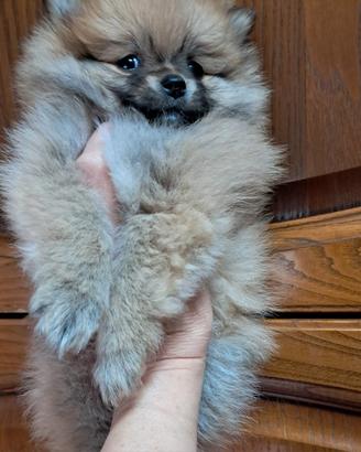 Cucciolo spitz tedesco nano