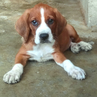 Cuccioli Segugio Maremmano