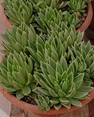 piante grasse 