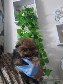 Spitz di Pomerania nano