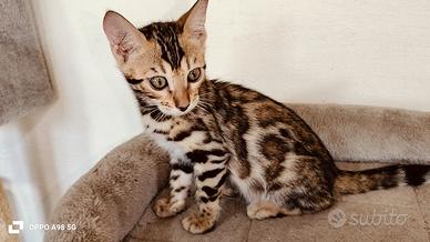 Cuccioli di bengala