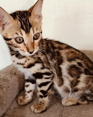 Cuccioli di bengala