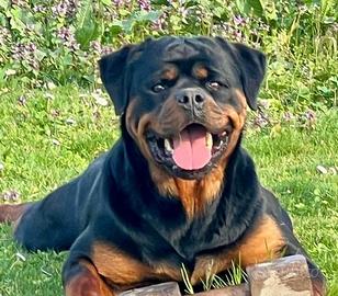 Cuccioli di rottweiler alta genealogia