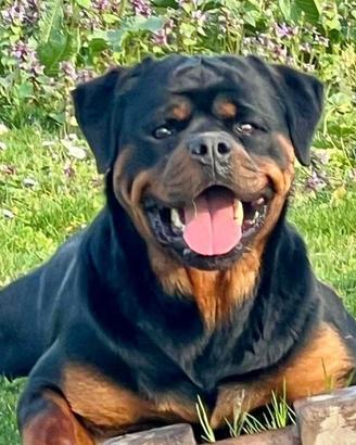 Cuccioli di rottweiler alta genealogia