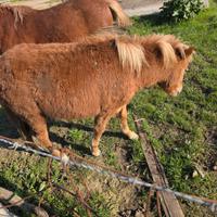 Puledra di pony