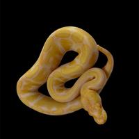0.1 Pitone reale Enchi Albino